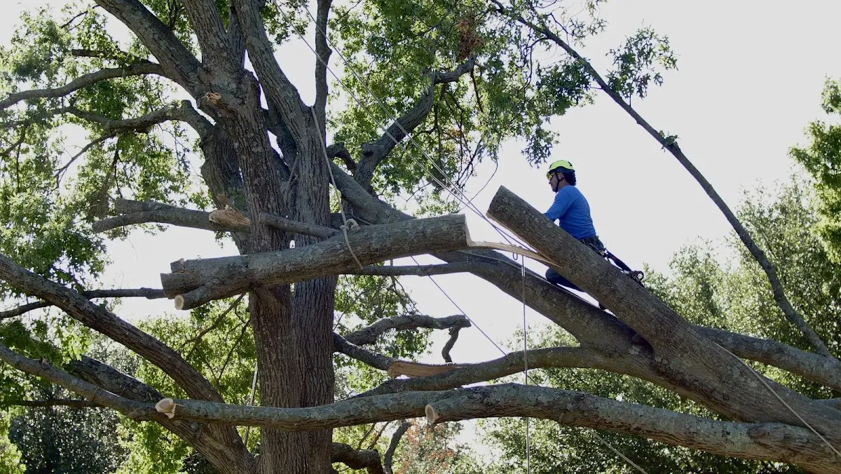 Professional Crown Thinning performed by certified arborists in Galesburg