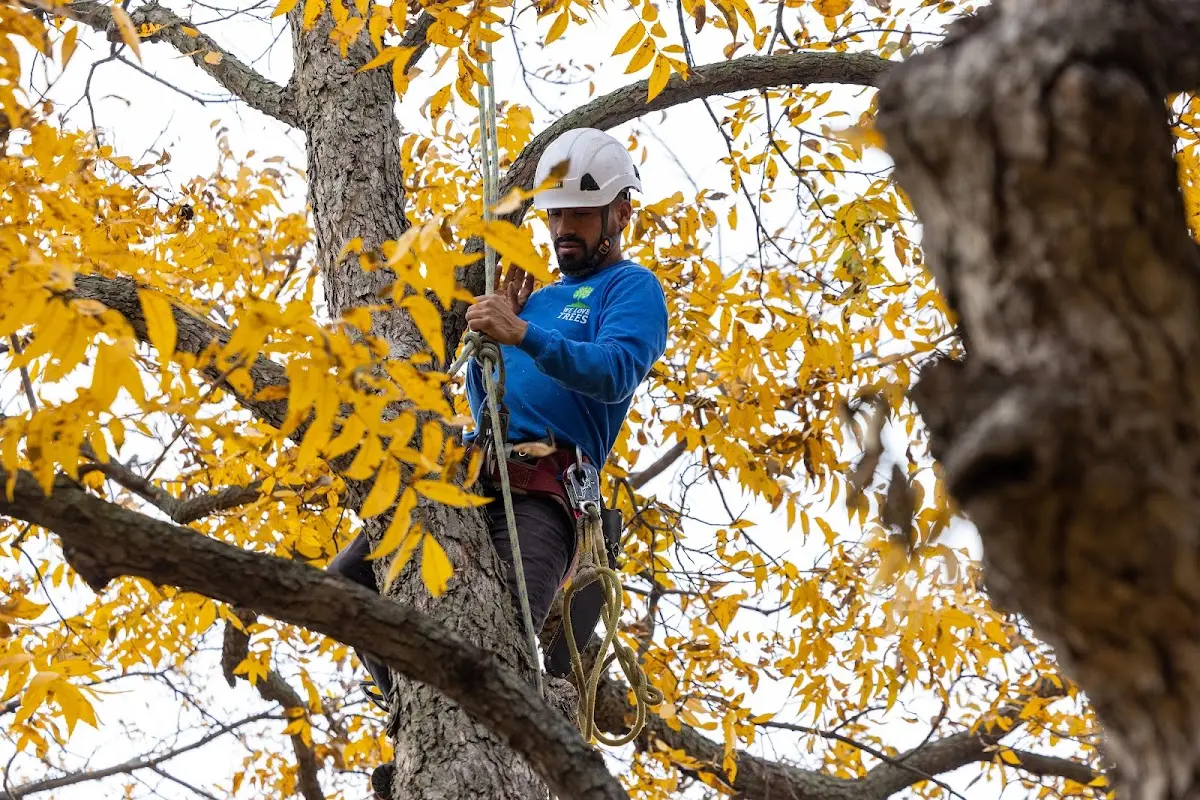 Skilled Tree Pruning crew working in Galesburg